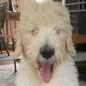 Meet your Posher, Carly